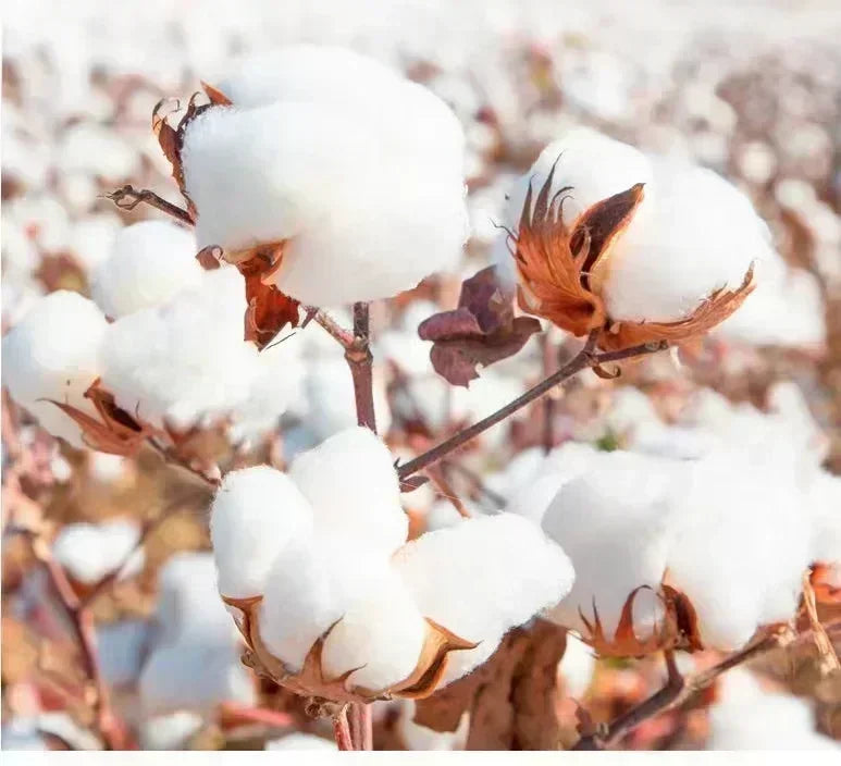 Dragon Ball Super Official Merch 2025 - Oversized Y2K Anime T-Shirt Pure Cotton Comfort